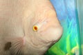 Giant gourami albino.