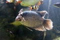 The giant gourami fish swiming, in a fish tank