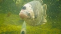 Giant gourami fish swimming in an aquarium with dirty muddy water