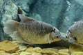 Giant gourami fish at Thailand river