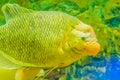 Giant gourami (Osphronemus goramy)fish, a species of large gourami native to Southeast Asia. It lives in fresh or brackish
