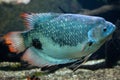 Giant gourami Osphronemus goramy.