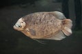 Giant gourami (Osphronemus goramy).