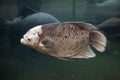 Giant gourami (Osphronemus goramy).