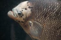 Giant gourami (Osphronemus goramy).