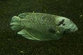 The Giant gourami Osphronemus laticlavius.