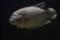 Giant gourami Osphronemus laticlavius.