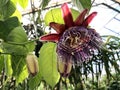 The giant granadilla Passiflora quadrangularis, Barbadine, Grenadine, Giant tumbo, Badea, Riesen-Granadilla, Konigs-Granadilla