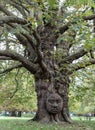 The giant grandfather tree at Acton public park. The tree looks like human\' face