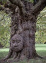 The giant grandfather tree at Acton public park. The tree looks like human\' face