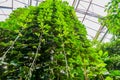 Giant grape vines hanging in a greenhouse, tropical cultivated plant specie, Horticulture and nature background