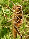 Giant Grass hopper