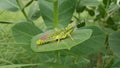 Giant grass hopper Royalty Free Stock Photo