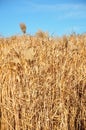 Giant grass (Miscanthus)