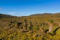 Giant grass tree, Pandani, distinctive endemic Tasmanian angiosperm plant at Cradle mountain in Tasmania, Australia