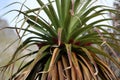 Giant Grass Tree Tasmania Australia