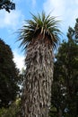 Giant Grass Tree, Tasmania, Australia