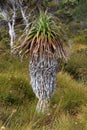 Giant Grass Tree, Tasmania, Australia