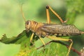 Giant grasshopper Royalty Free Stock Photo