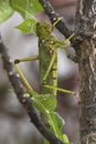 Giant grasshopper hanging on little tree.