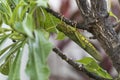 Giant grasshopper hanging on branch.