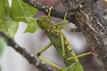 Giant grasshopper hanging on branch.