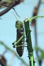 Giant grasshopper (Tropidacris collaris).