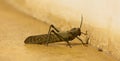 Giant grasshopper Royalty Free Stock Photo