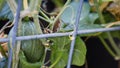 Giant gray bird grasshopper hides behind a baby cantaloupe