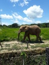 Giant gray and cute elephant walking on the ground