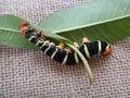 Tetrio sphinx, frangipani hornworm or plumeria caterpillar