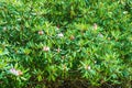 Giant Great Rhododendron Shrub