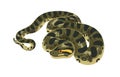 Giant green anaconda. Common water boa. Huge exotic tropical serpent. Dangerous big Amazonian snake. Terrarium animal of