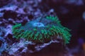 Giant green anemone Anthopleura xanthogrammica on a reef