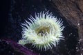 The giant green anemone Anthopleura xanthogrammica