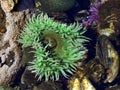 Giant Green Anemone - Anthopleura xanthogrammica