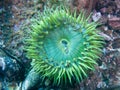 Giant Green Anemone Royalty Free Stock Photo