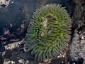 Giant Green Anemone and Sand