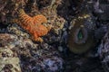 Giant green anemone in a tide pool at Fitzgerald Marine Reserve in Northern California, Bay Area south of San Francisco