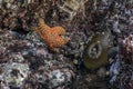 Giant green anemone in a tide pool at Fitzgerald Marine Reserve in Northern California, Bay Area south of San Francisco Royalty Free Stock Photo