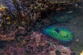 Giant green anemone in a tide pool at Fitzgerald Marine Reserve in Northern California, Bay Area south of San Francisco