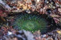 Giant green anemone in a tide pool at Fitzgerald Marine Reserve in Northern California, Bay Area south of San Francisco Royalty Free Stock Photo