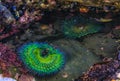 Giant green anemone in a tide pool at Fitzgerald Marine Reserve in Northern California, Bay Area south of San Francisco Royalty Free Stock Photo