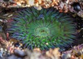 Giant green anemone in a tide pool at Fitzgerald Marine Reserve in Northern California, Bay Area south of San Francisco