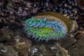 Giant green anemone in a tide pool at Fitzgerald Marine Reserve in Northern California, Bay Area south of San Francisco