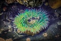 Giant green anemone in a tide pool at Fitzgerald Marine Reserve in Northern California, Bay Area south of San Francisco