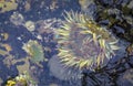 Giant green anemone in a tide pool at Fitzgerald Marine Reserve in Northern California, Bay Area south of San Francisco