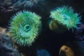 Giant green anemones Anthopleura xanthogrammica