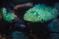 Giant green anemones Anthopleura xanthogrammica