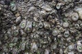 Giant green anemones on Cannon beach Royalty Free Stock Photo